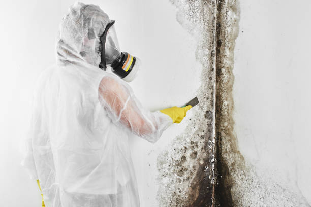 Best Basement Mold Remediation in Mahtomedi, MN