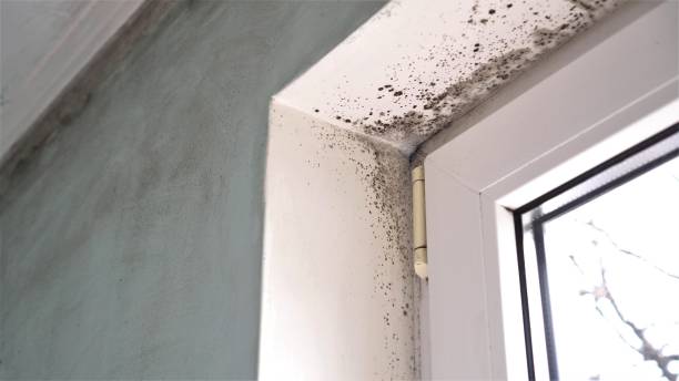 Best Attic Mold Remediation in Mahtomedi, MN
