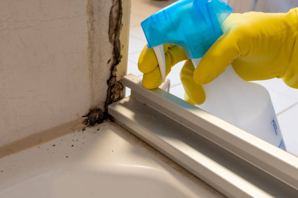 Best Mold Remediation for Schools in Mahtomedi, MN