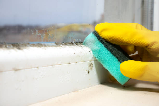 Best Post-Flood Mold Remediation in Mahtomedi, MN