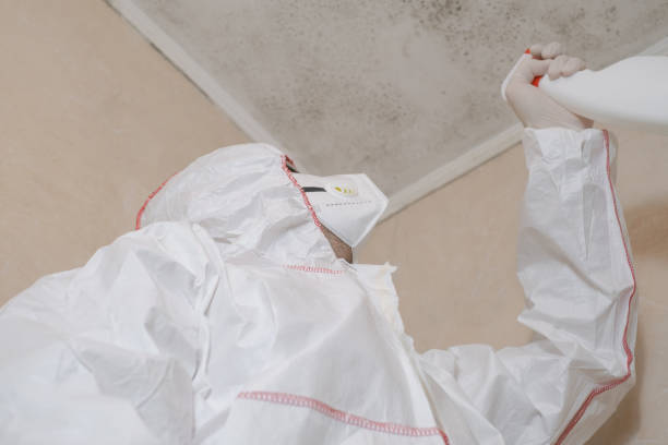 Best Emergency Mold Remediation in Mahtomedi, MN