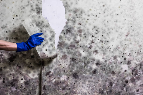 Best Health and Safety Mold Remediation in Mahtomedi, MN